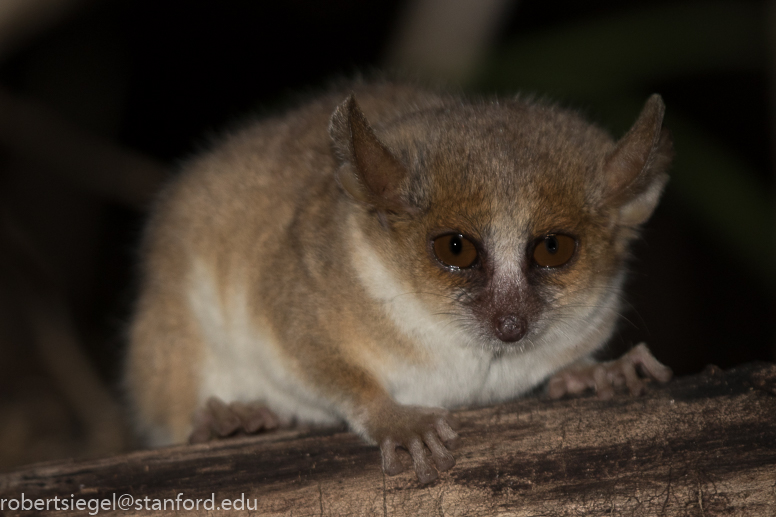 mouse lemur